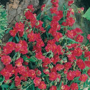 Helianthemum 'Cerise Queen'