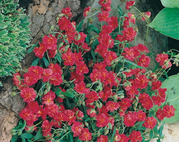 Helianthemum 'Cerise Queen' Helianthemum 'Cerise Queen'