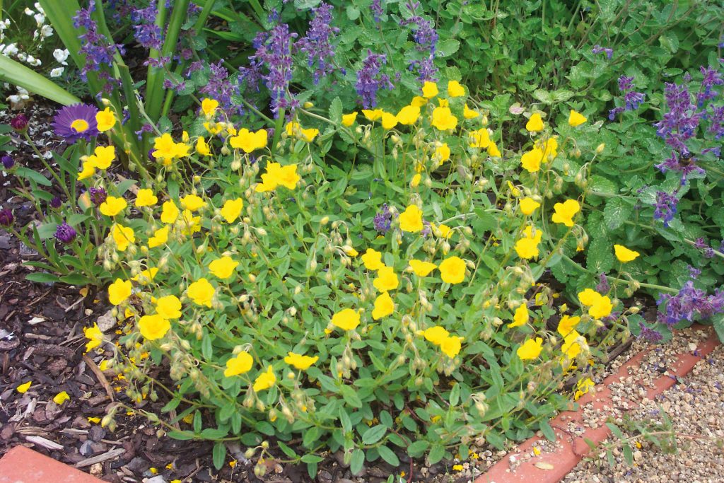 Helianthemum 'Golden Queen' Shop Helianthemum Proctors Nursery