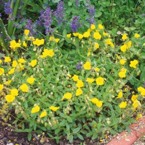Helianthemum 'Golden Queen'