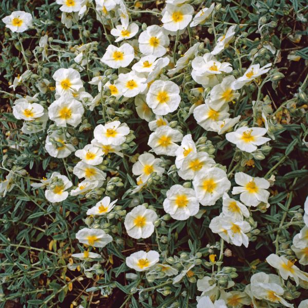 Helianthemum 'The Bride' Helianthemum 'The Bride'