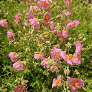 Helianthemum ‘Lawrenson’s Pink’