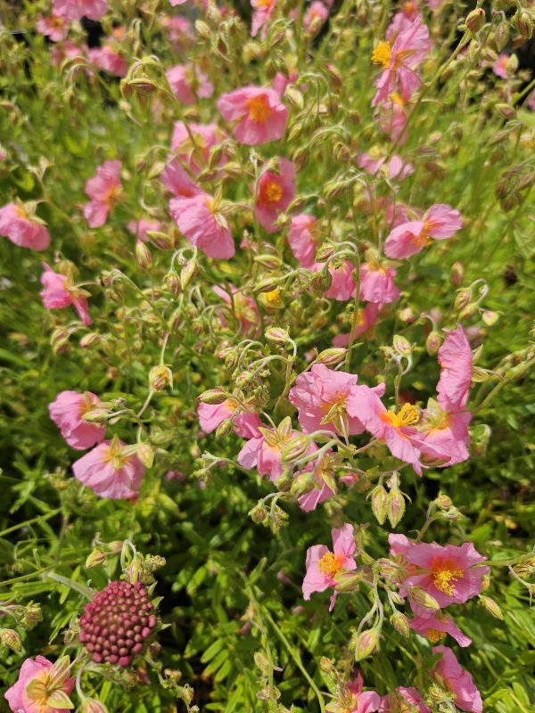 Helianthemum ‘Lawrenson’s Pink’