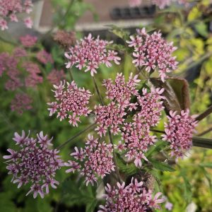 Heracleum sphondylium 'Pink Cloud'