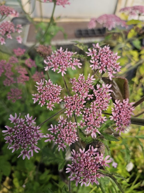 Heracleum sphondylium 'Pink Cloud' Heracleum sphondylium 'Pink Cloud'