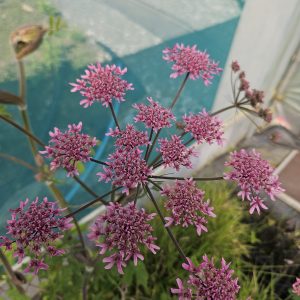 Heracleum sphondylium 'Pink Cloud'