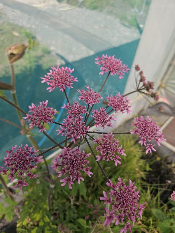 Heracleum sphondylium 'Pink Cloud'2 Heracleum sphondylium 'Pink Cloud'