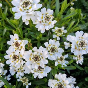 Iberis 'Whiteout'