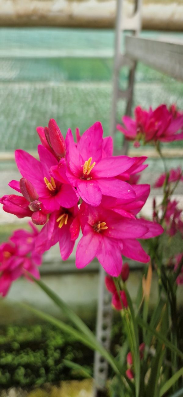 Ixia 'Venus'
