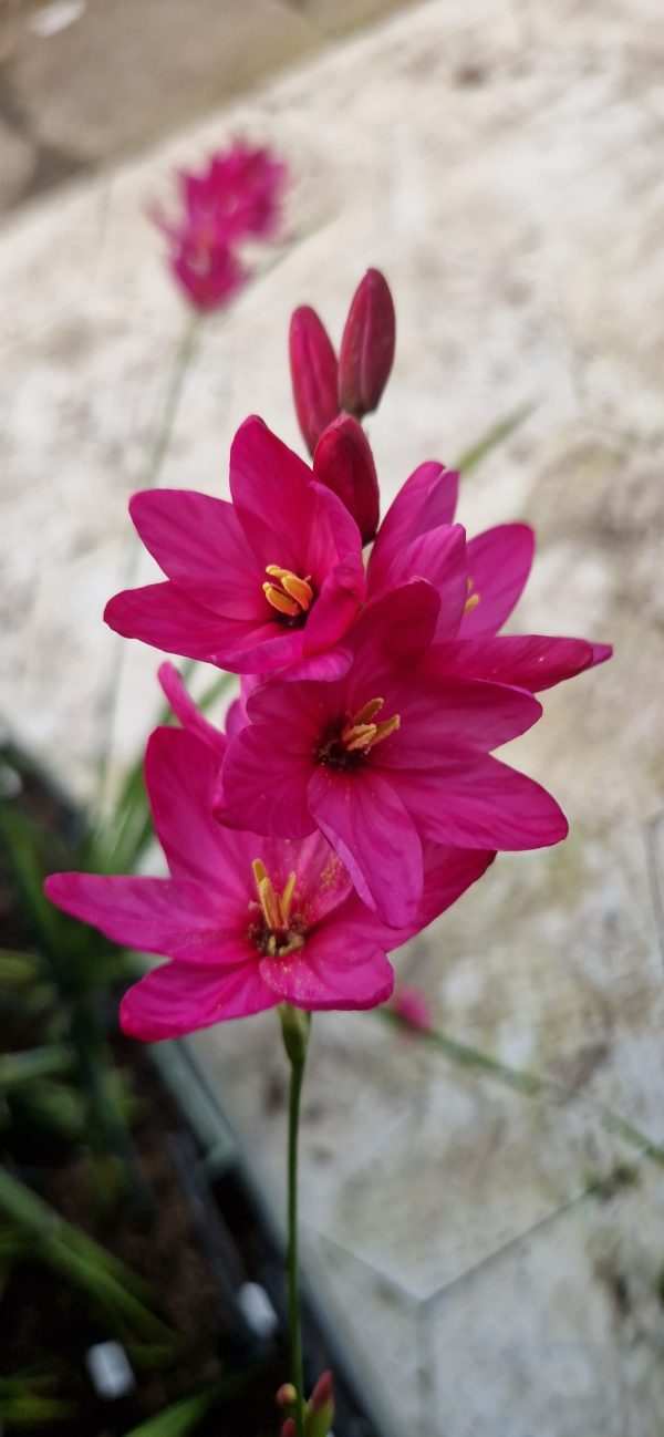 Ixia 'Venus'