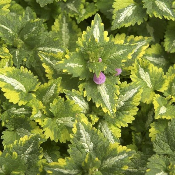 Lamium maculatum 'Golden Anniversary' | Proctors Nursery