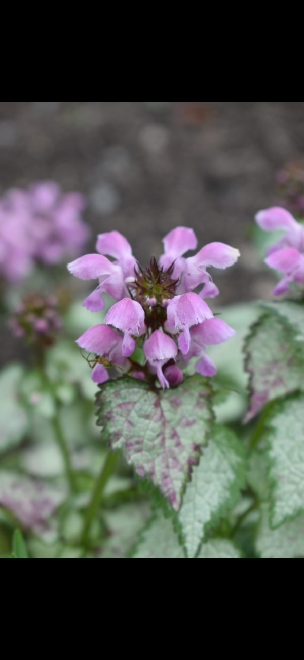 Lamium maculatum 'Pink Chablis' Lamium maculatum 'Pink Chablis'