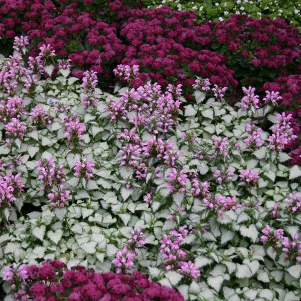 Lamium maculatum 'Pink Chablis'