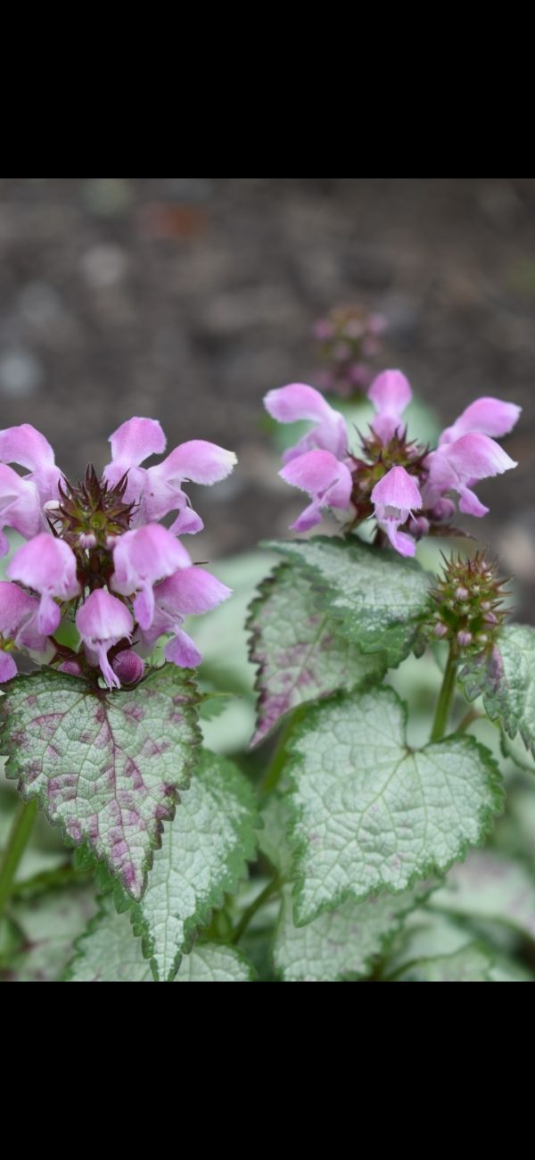 Lamium maculatum 'Pink Chablis'2 Lamium maculatum 'Pink Chablis'