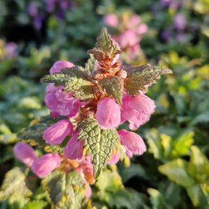 Lamium maculatum ‘Golden Anniversary’