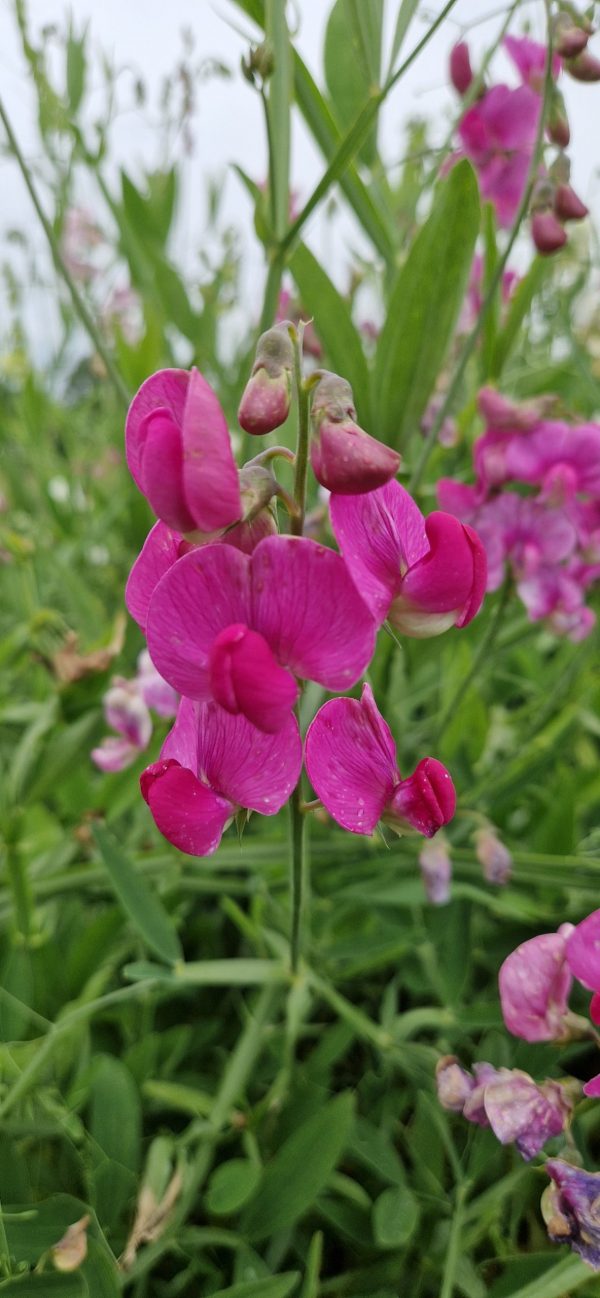 Lathyrus red