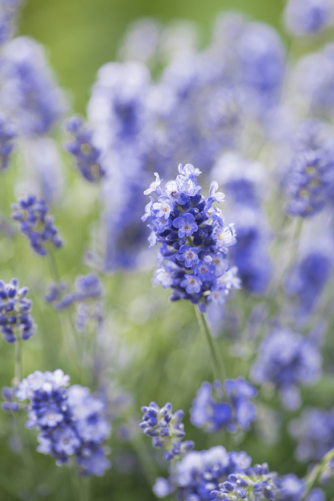 Lavandula Essence Purple Proctors Nursery