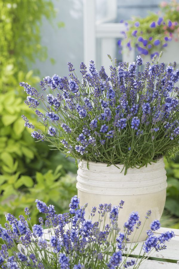 Lavandula 'Essence Purple'2