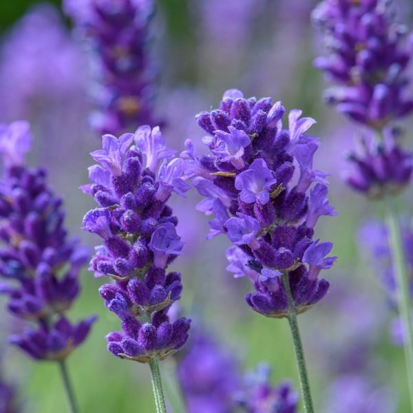 Lavandula angustifolia BeeZee 'Dark Blue'