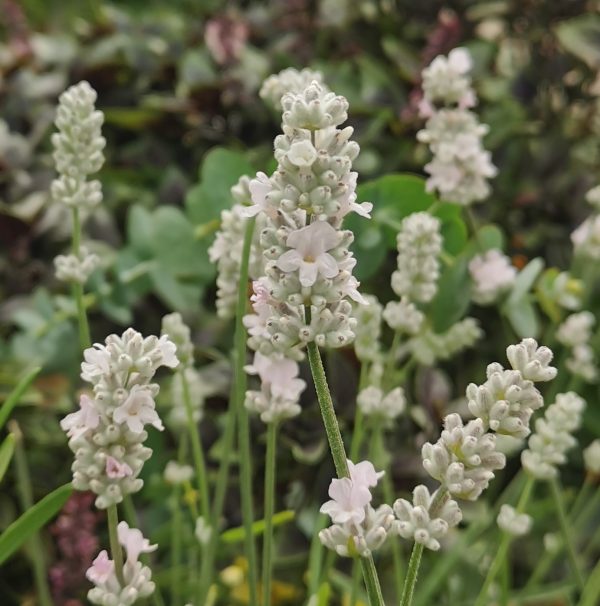 Lavandula angustifolia Vienco 'Early White'
