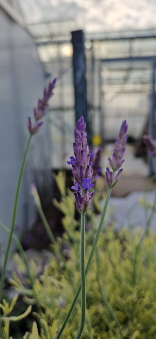 Lavandula meerlo2