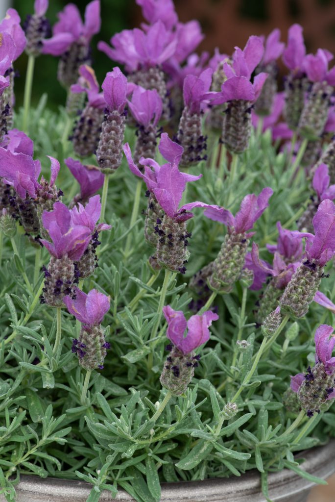 Lavandula Stoechas Butterfly Garden 'early Summer Improved' 