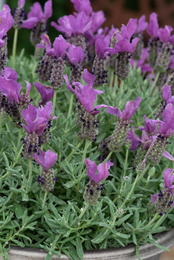 Lavandula stoechas Butterfly Garden 'Early Summer Improved' | Proctors ...