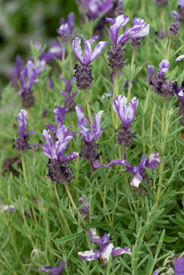 Lavandula stoechas Butterfly Garden 'Twin Summer' 2