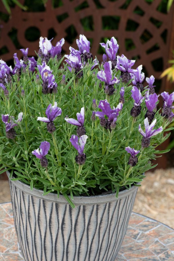 Lavandula stoechas Butterfly Garden 'Twin Summer' 3