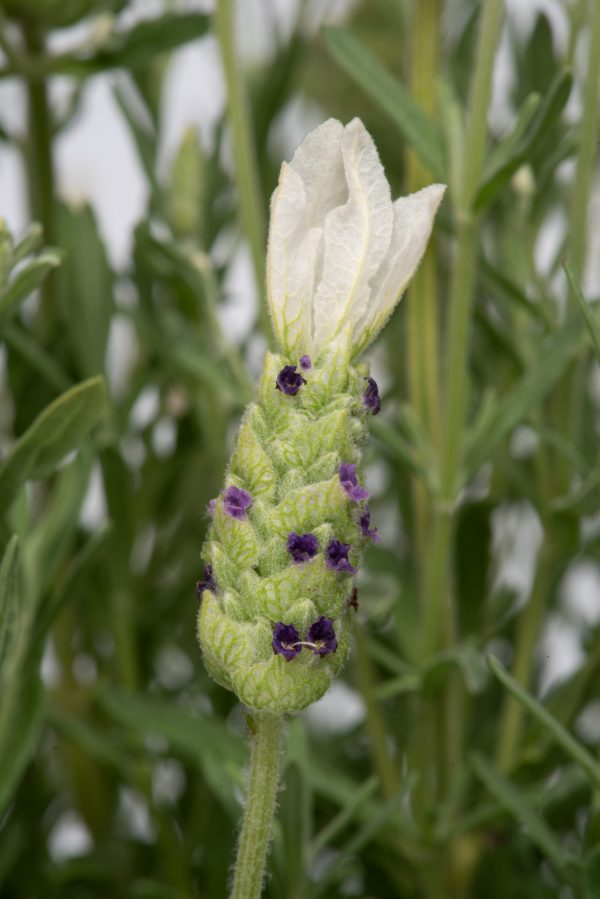 Lavandula stoechas Butterfly Garden 'White Giant Improved'