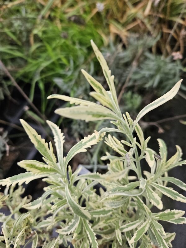 Lavandula x allardii 'Meerlo' Lavandula x allardii 'Meerlo'