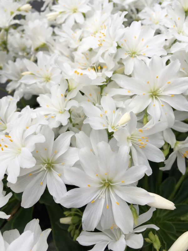 Lewisia Safira 'White'