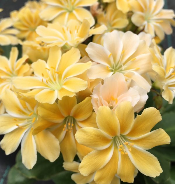 Lewisia Safira 'Yellow' | Proctors Nursery