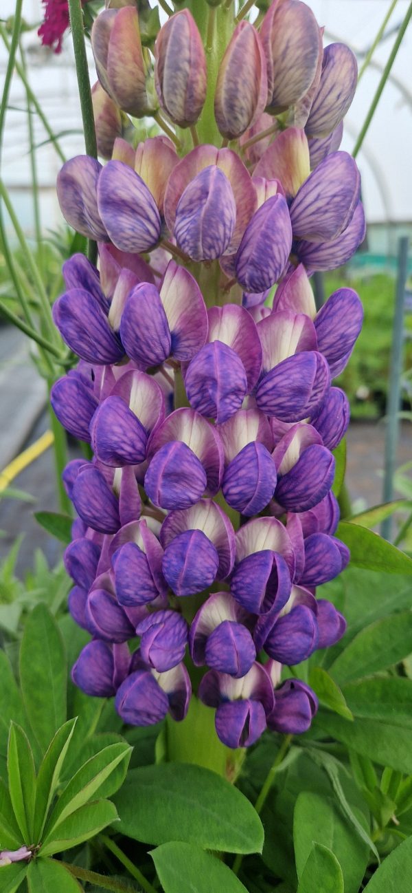 Lupinus West Country 'Shirley Anne' Lupinus West Country 'Shirley Anne'