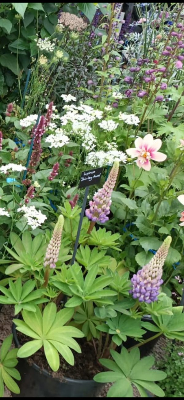 Lupinus West Country 'Shirley Anne'2 Lupinus West Country 'Shirley Anne'