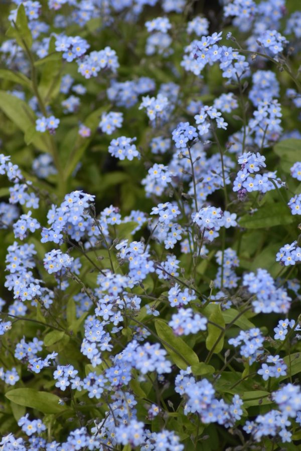 Myosotis 'My Oh My' Myosotis 'My Oh My'