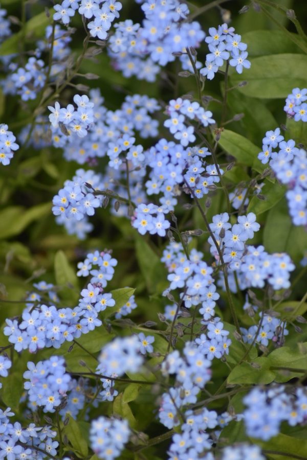 Myosotis 'My Oh My'2 Myosotis 'My Oh My'
