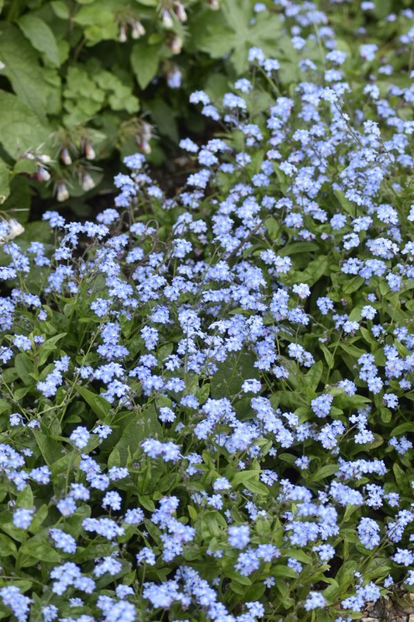 Myosotis 'My Oh My'3 Myosotis 'My Oh My'