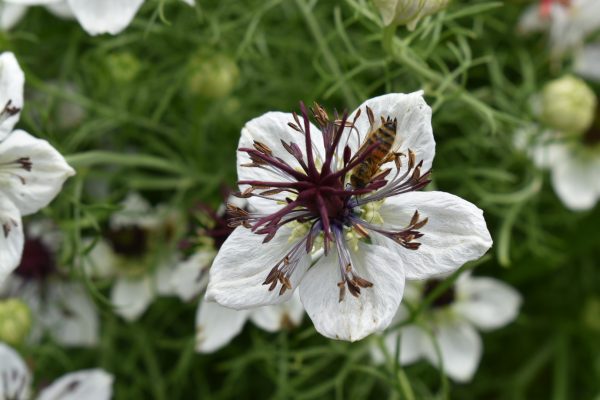 Nigella papillosa 'African Bride'