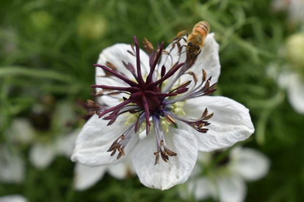Nigella papillosa 'African Bride'