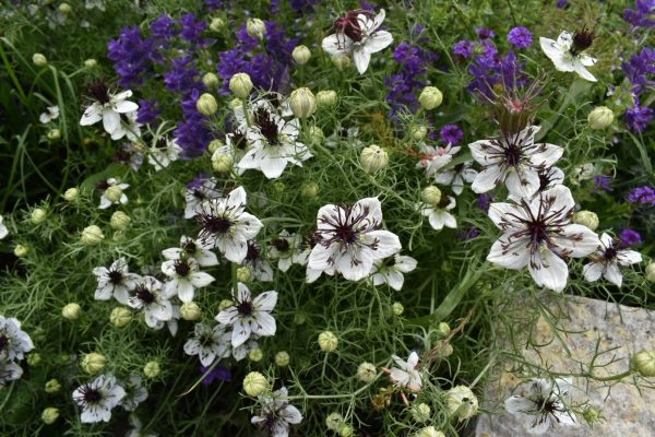 Nigella papillosa 'African Bride'
