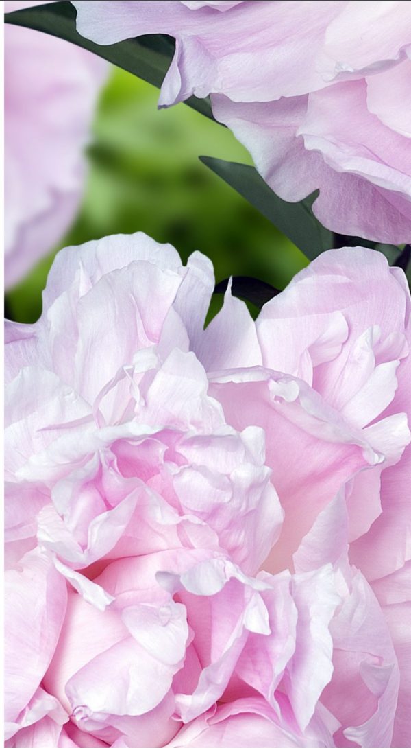 Paeonia 'My Love' Paeonia 'My Love'
