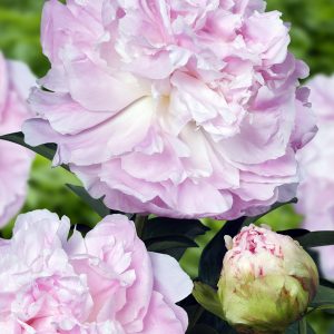 Paeonia | Shop Well Established Paeonia | Proctors Nursery