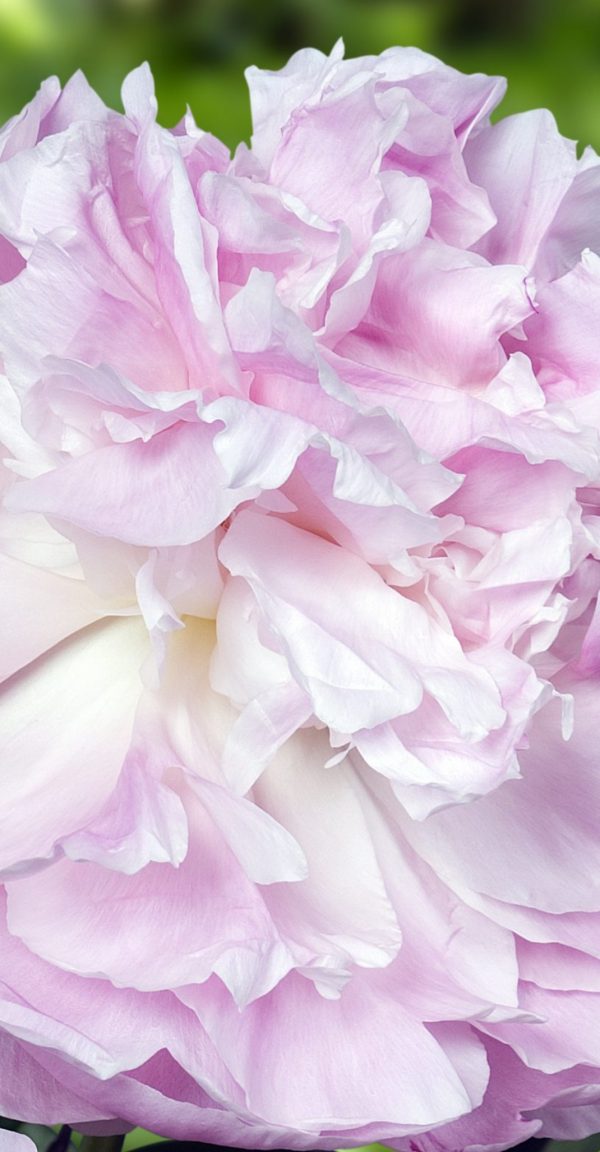 Paeonia 'My Love'2 Paeonia 'My Love'