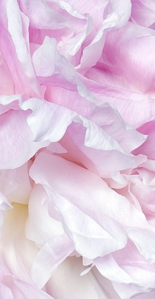 Paeonia 'My Love'3 Paeonia 'My Love'