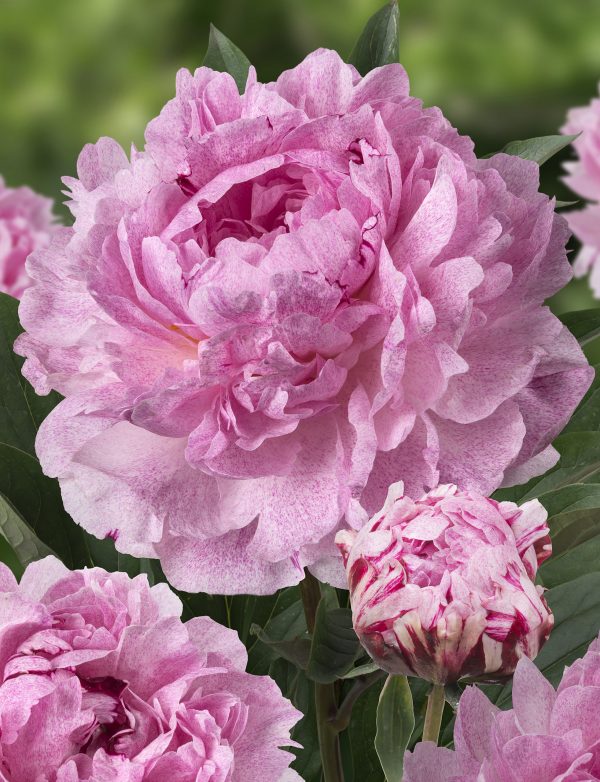 Paeonia 'Sarah Bernhardt Select' | Proctors Nursery