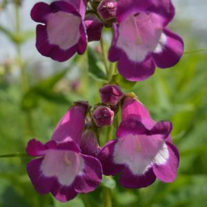 Penstemon 'Charles Rudd'