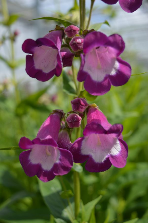 Penstemon 'Charles Rudd' Penstemon 'Charles Rudd'