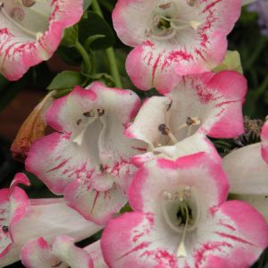 Penstemon 'Flamingo'