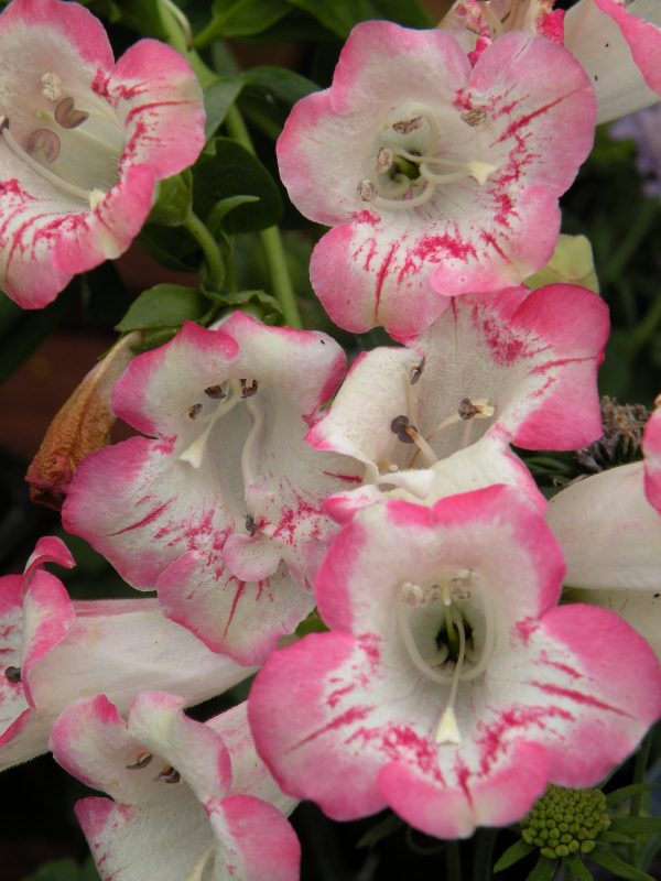 Penstemon 'Flamingo' Penstemon 'Flamingo'